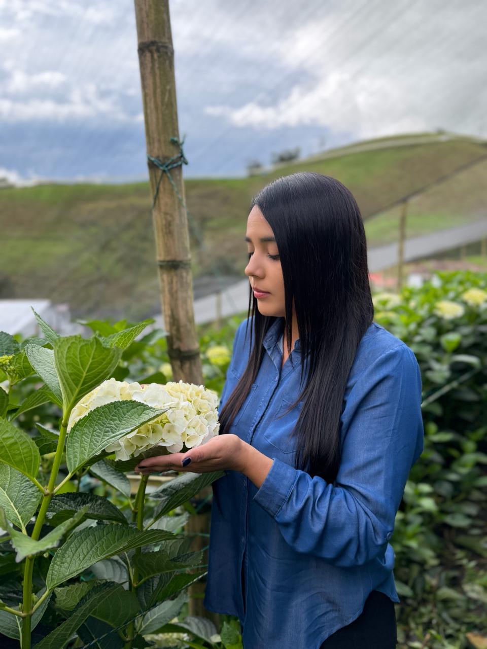 Diana Alzate, Sales Manager at Do Trade Colombia, inspecting a hydrangea on the farm