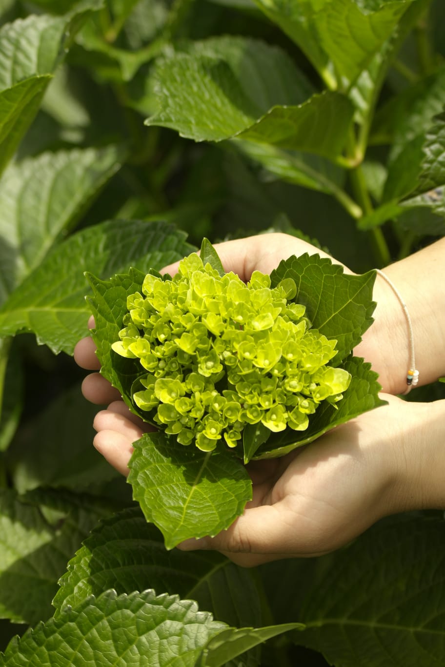 Fresh hydrangea bloom harvested at Do Trade farm