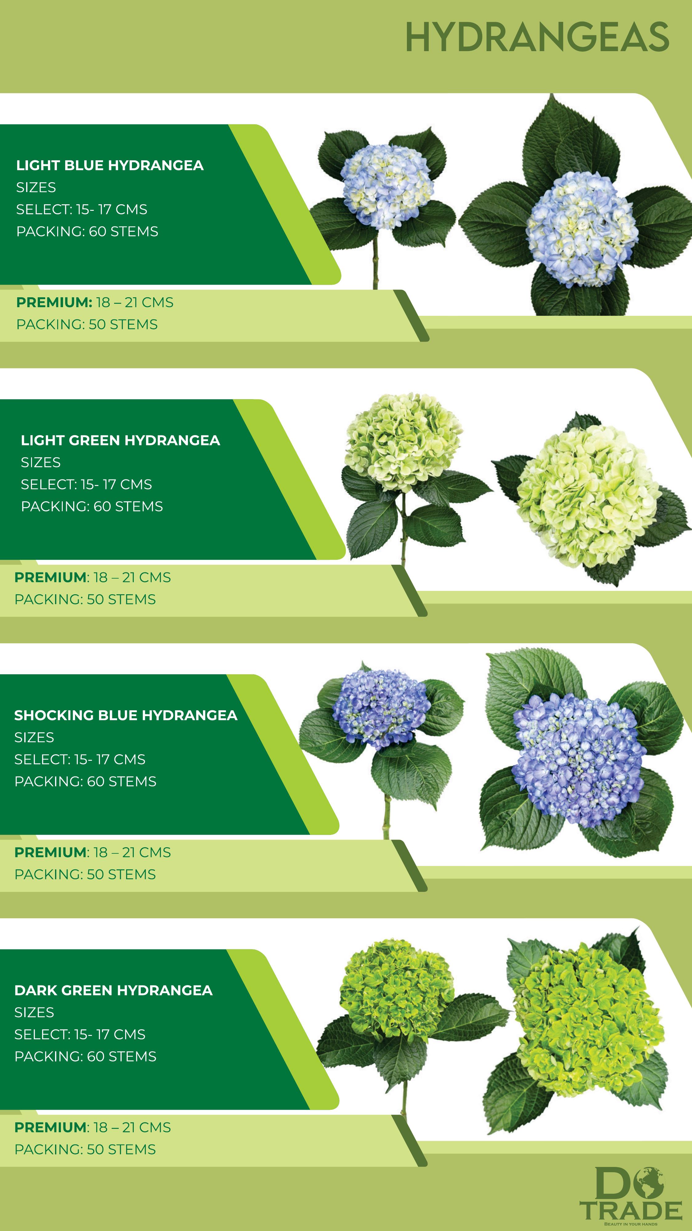 Hydrangeas Light Blue, Light Green, Shocking Blue, Dark Green