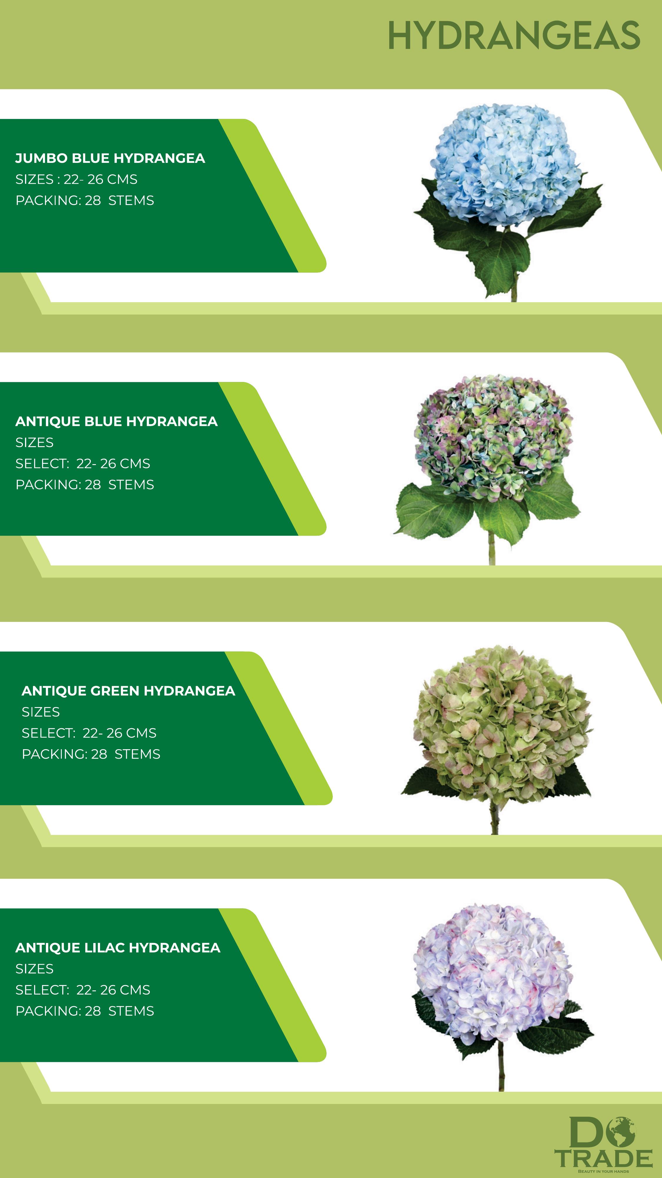 Hydrangeas Jumbo & Antique