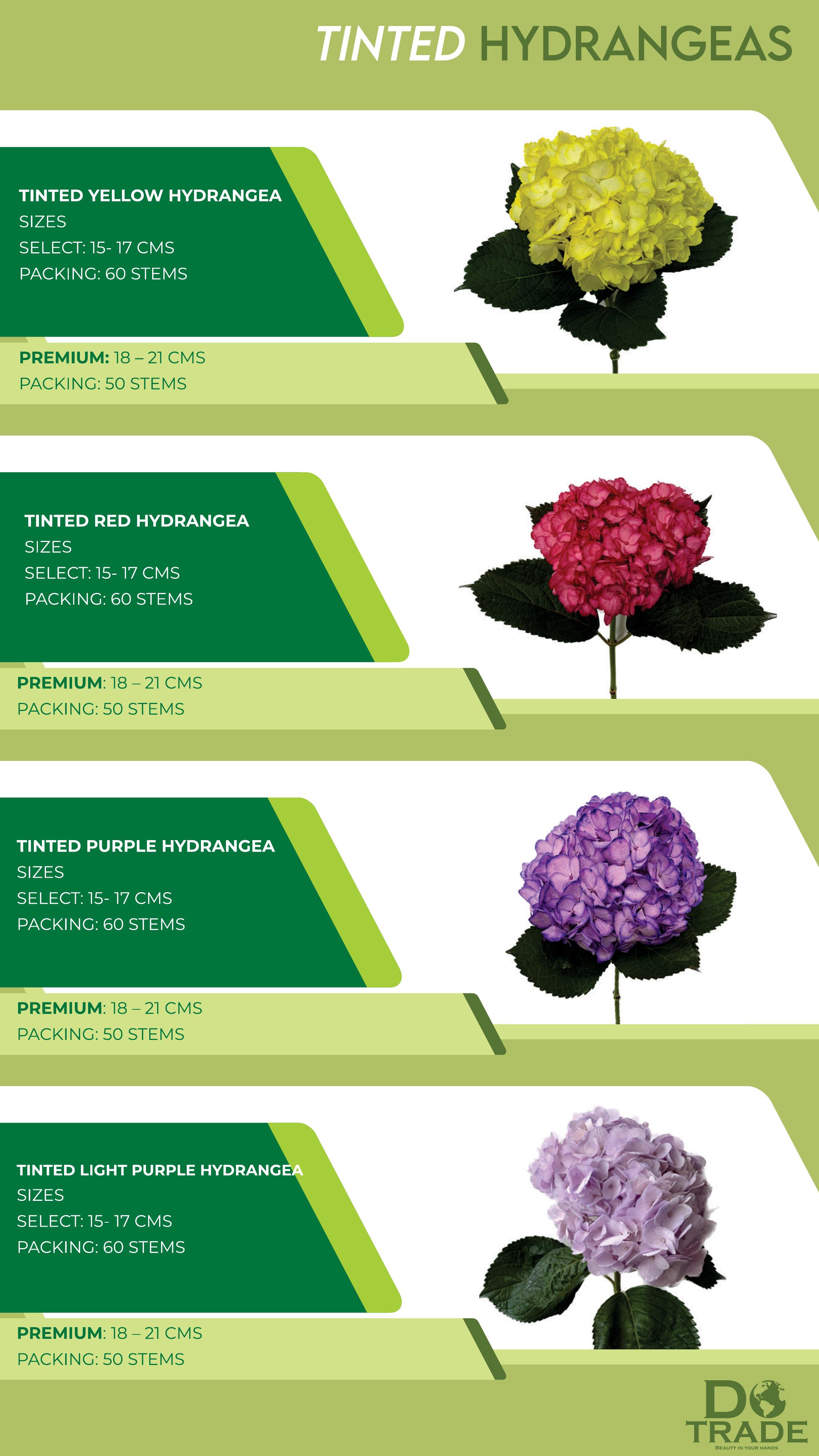 Tinted Hydrangeas varieties