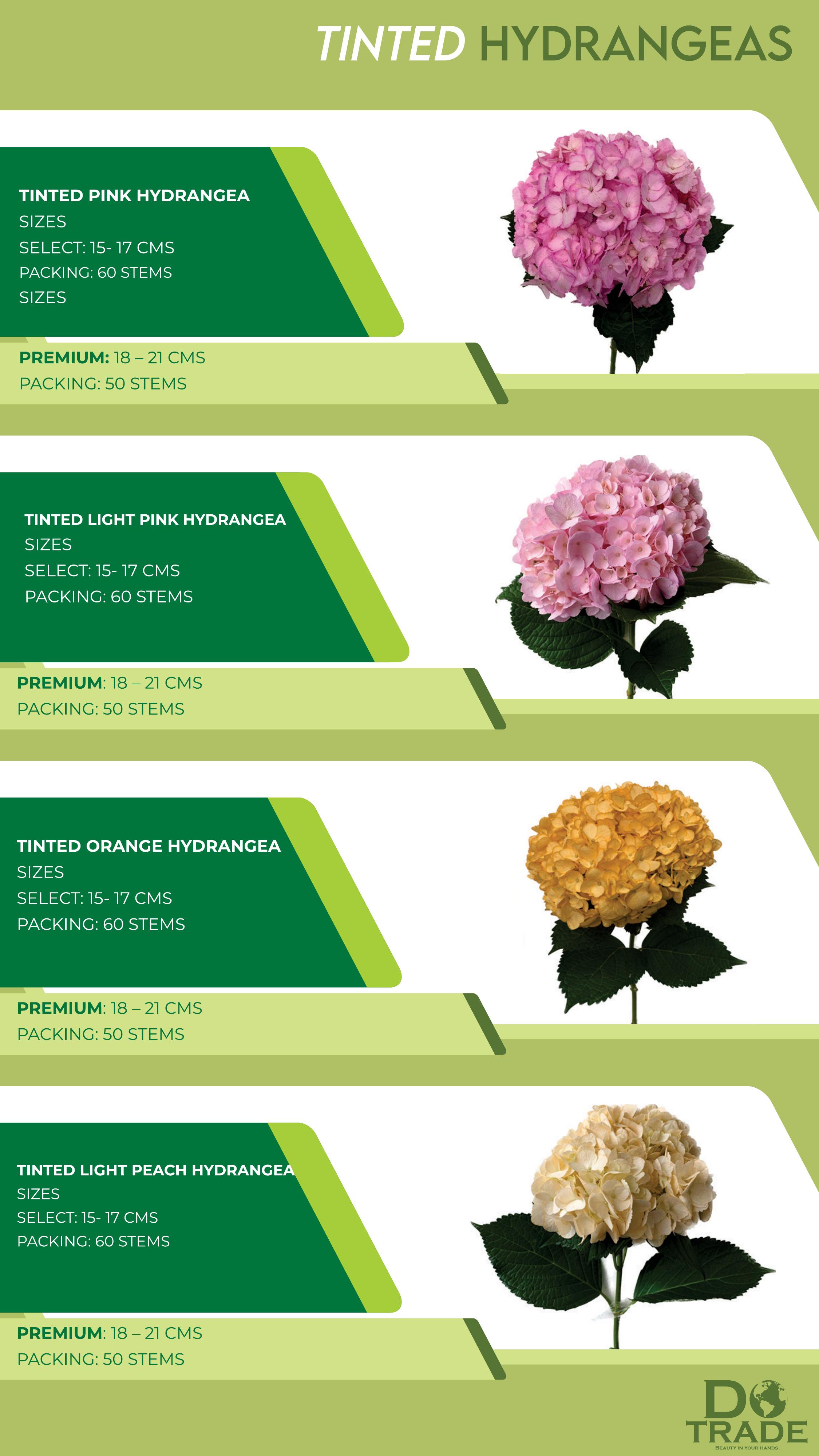 Tinted Hydrangeas
