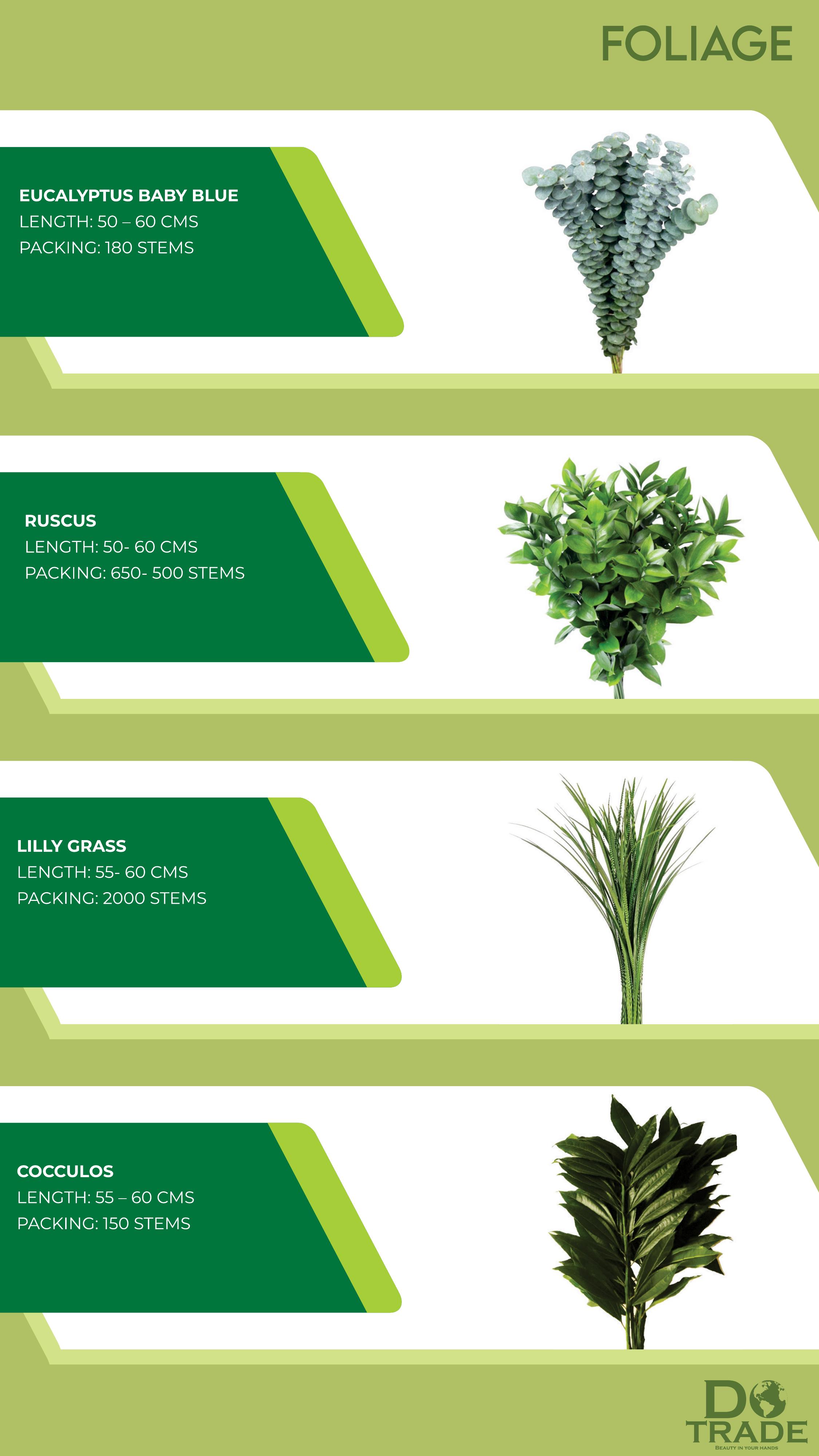 Foliage — Eucalyptus, Ruscus, Lilly Grass, Cocculos