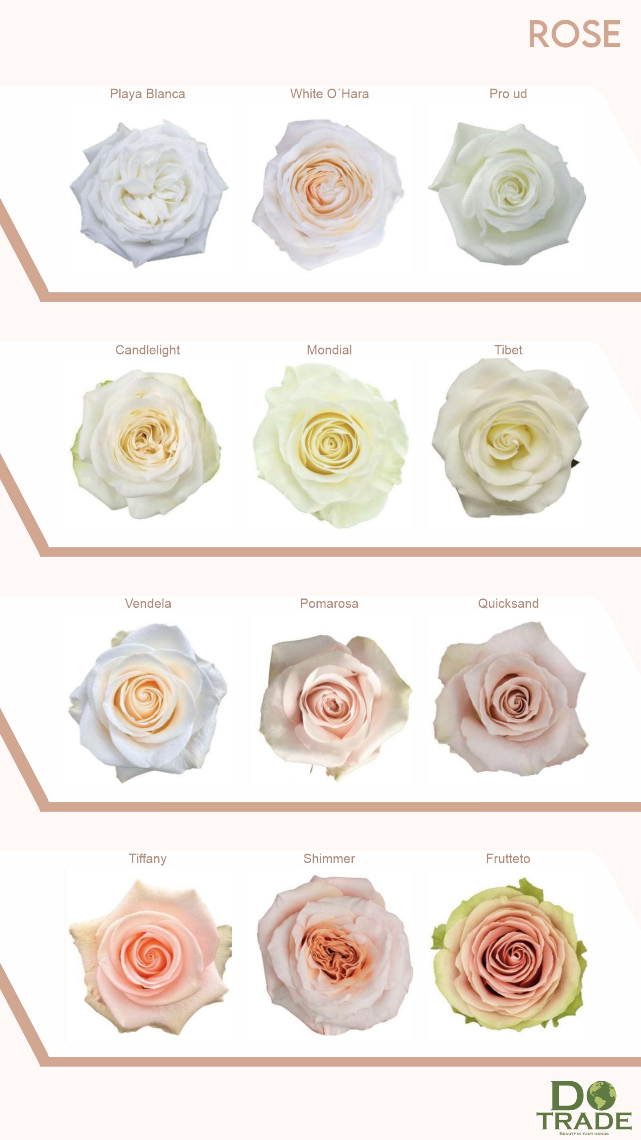 Roses White & Cream