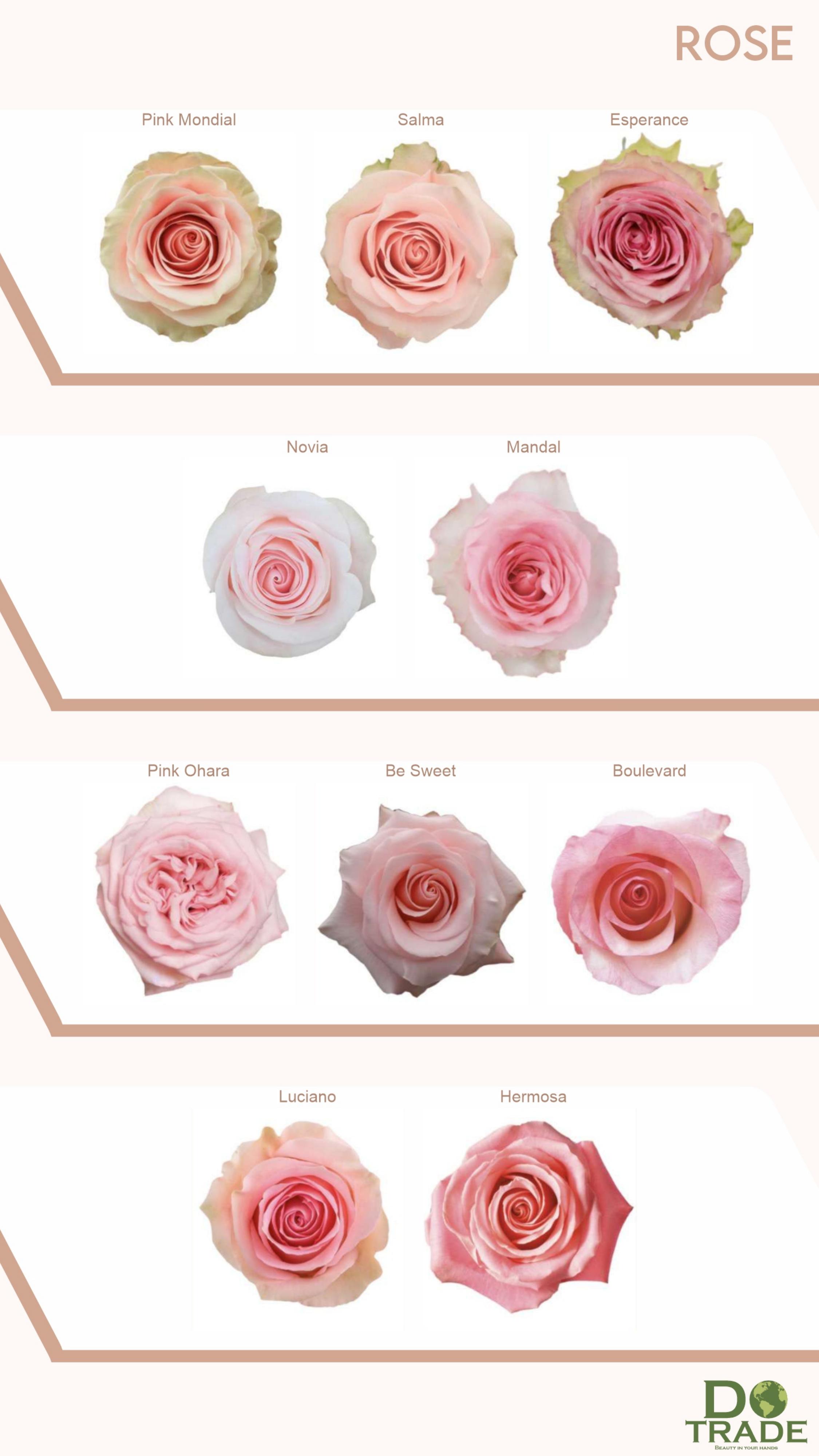 Roses Pink & Blush