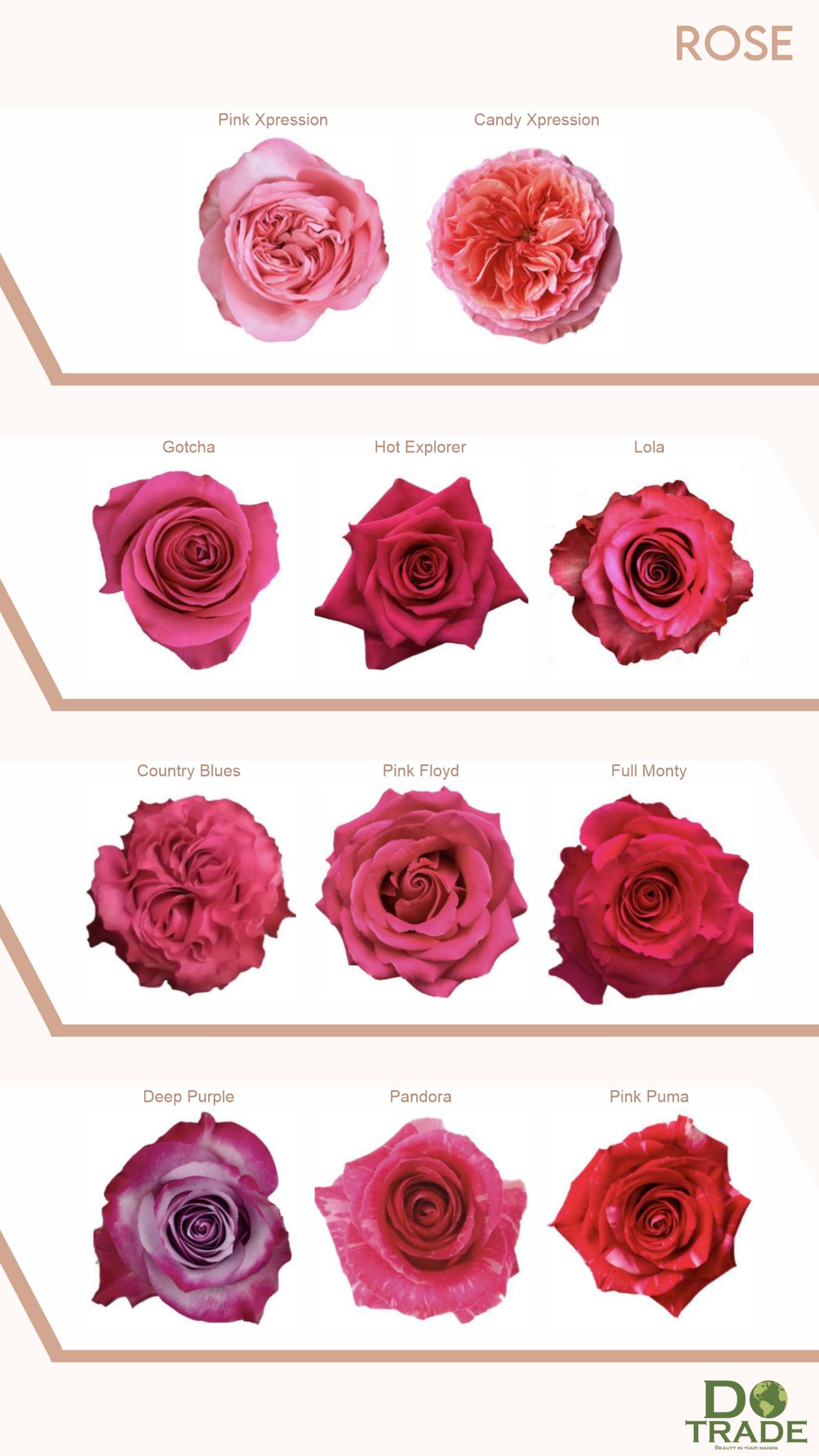 Roses Red