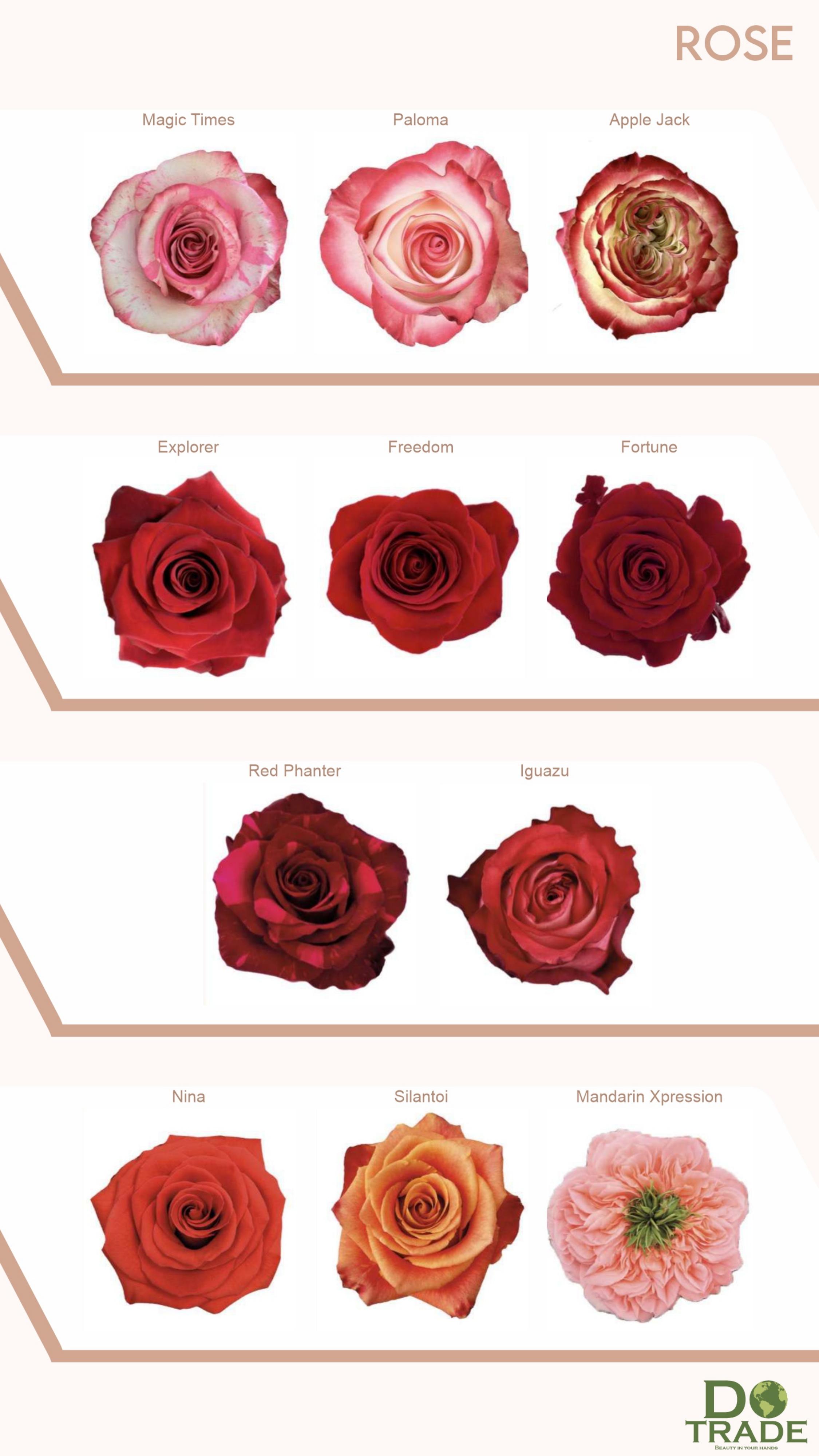 Roses continued