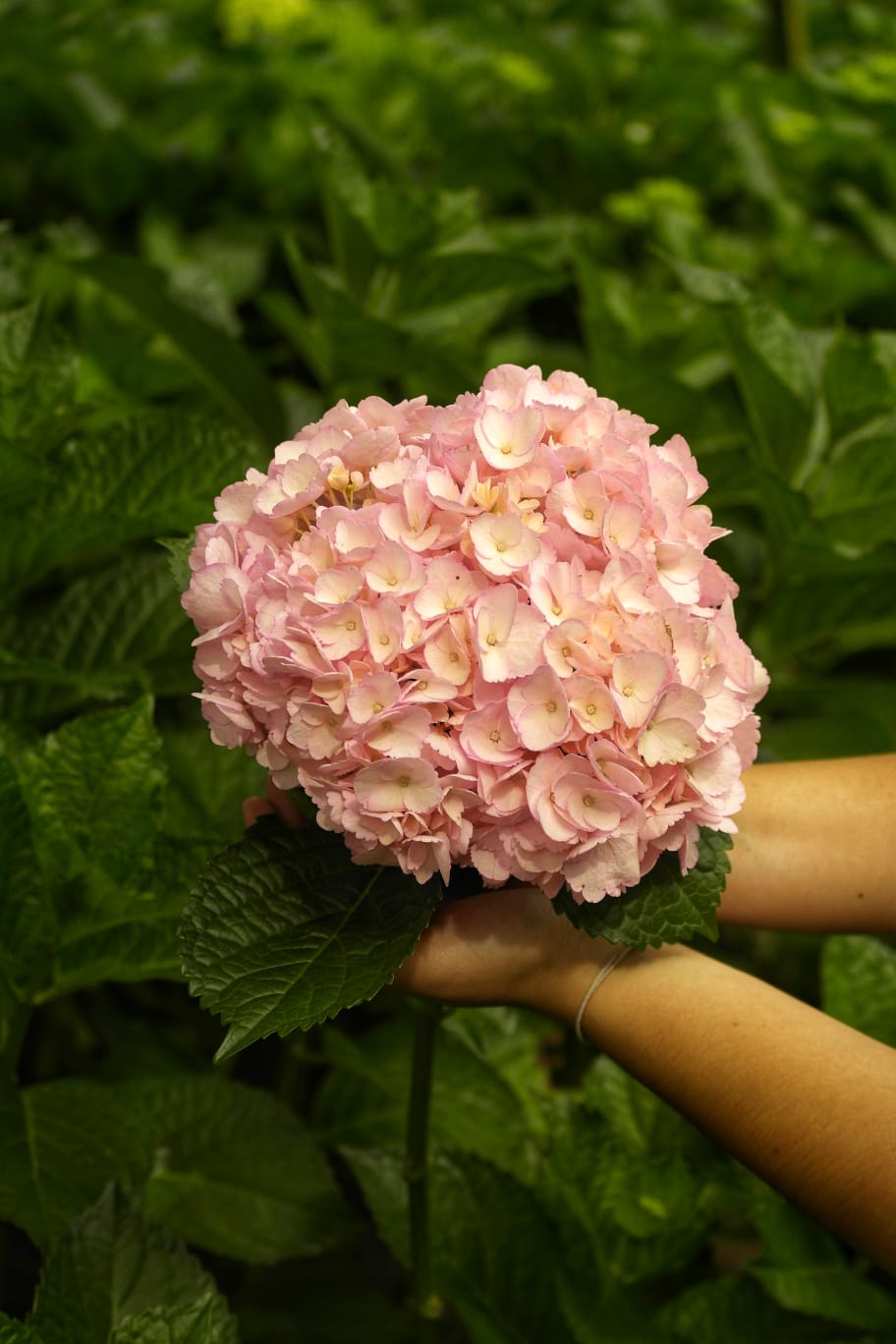 Fresh pink hydrangea from Do Trade Colombia